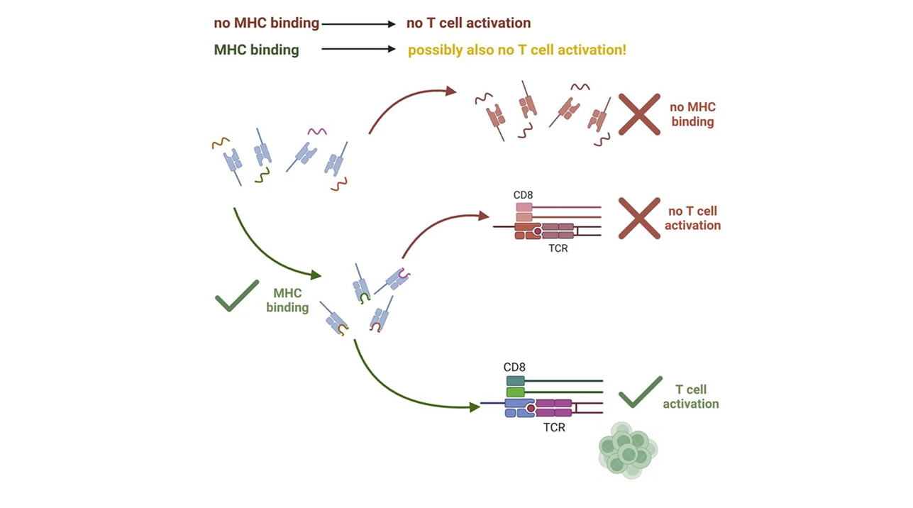 Decoupling antigenicity from immunogenicity